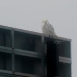 Snowy Owl, Cheverus High School. Photo taken January 11, 2014, by Bill Bunn