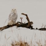 Snowy Owl, Back Cove, Portland, taken December 24, 2013, by Bill Bunn