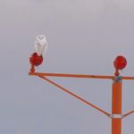 Snowy Owl, Portland Jetport, taken December 24, 2013, by Bill Bunn