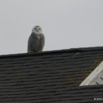 Biddeford Pool Snowy Owl by Paul Wells