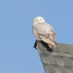 Paul Wells Biddeford Pool Snowy Owl