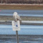 Snowy Owl in Biddeford Pool