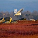 Shelagh Delphyne Snowy Owl Clarry Hill Union