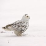 Snowy Owl Minot Dan Marquis