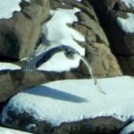 Snowy Owl in flight at Nubble Light. Photo taken by Denise Johnson.