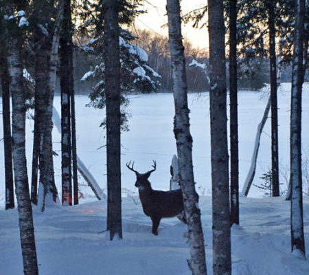 Hunter Haven deer in Sangerville
