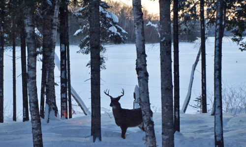 Hunter Haven deer in Sangerville