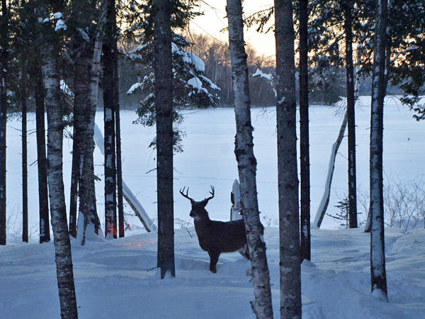 Hunter Haven deer in Sangerville