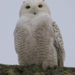 snowy owl Gerard Monteux Trenton 2-3-14