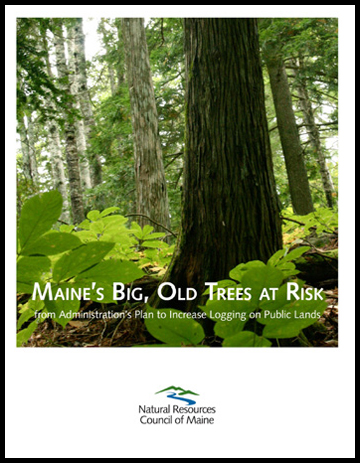 Big Old Trees report