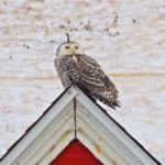 Snowy Owl at Nubble Light