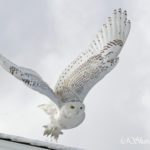 Snowy Owl in flight