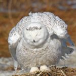 Snowy Owl