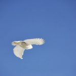 Snowy Owl flying over Goose Rocks Beach