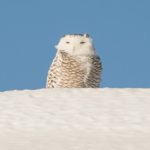 Snowy Owl by Marianne Taylor