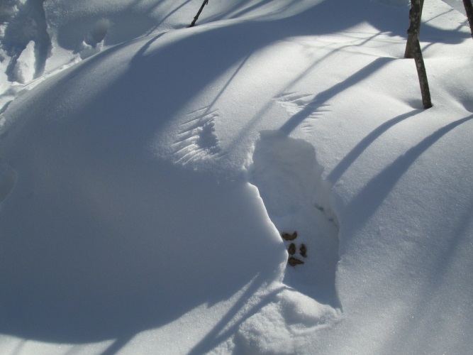 tracks in snow