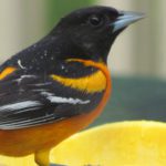 Baltimore Oriole