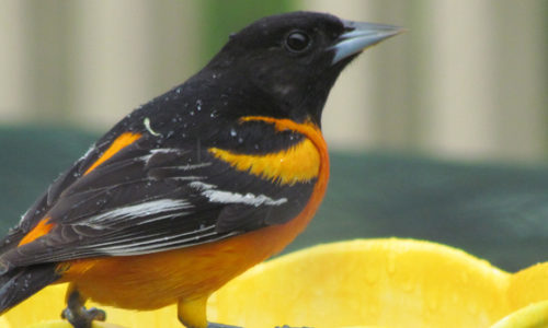 Baltimore Oriole