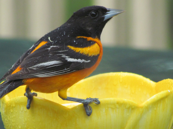 Baltimore Oriole by Tina Richard