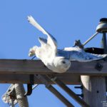 Snowy Owl in East Hampden