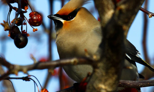 Bohemian Waxwing