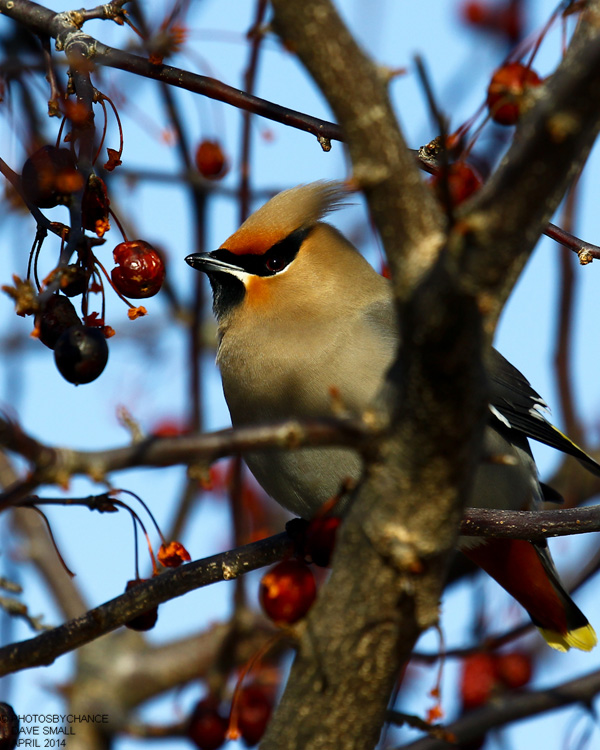 Bohemian Waxwing