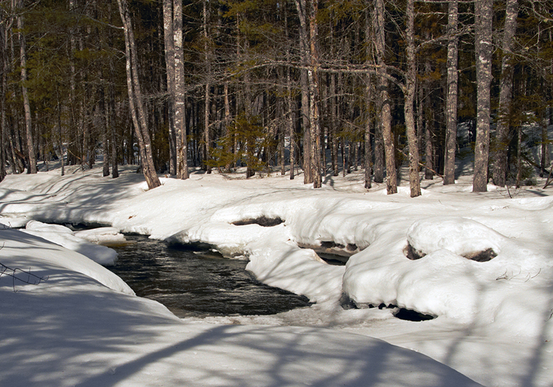 Sunkhaze Stream by Pam Wells