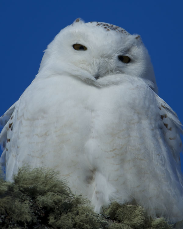 Snowy Owl by Gerard Monteux