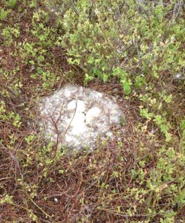 Canada goose eggs