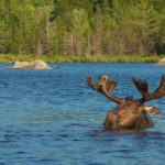 Russell Pond moose by Gerard Monteux, cropped for featured image
