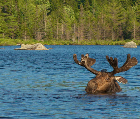 Russell Pond moose by Gerard Monteux, cropped for featured image