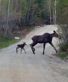 Mother moose and her calf