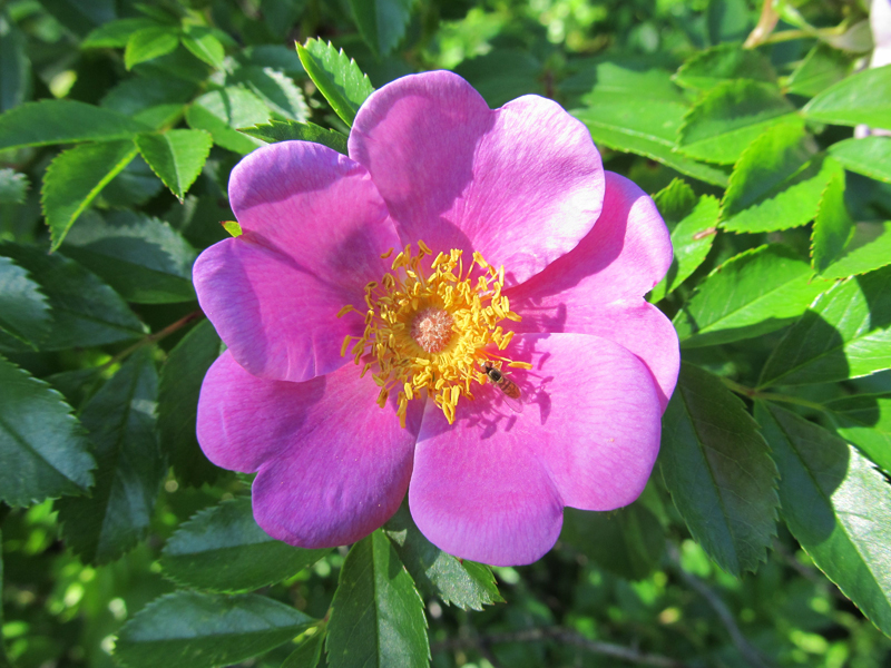 rugosa rose - Popham Beach