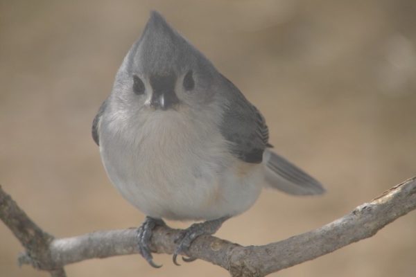 tufted titmouse, bird