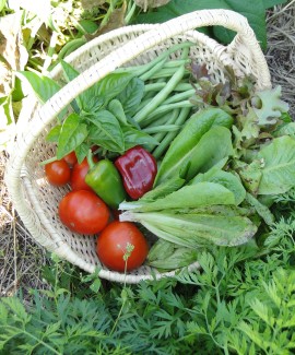 harvested vegetables