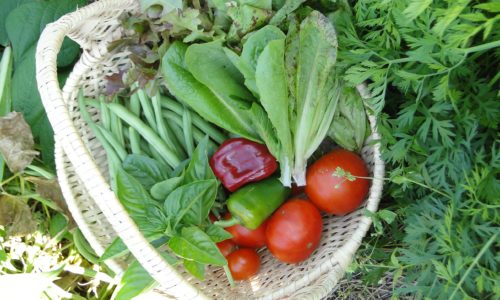 harvested vegetables