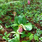 Lady Slippers