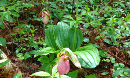 Lady Slippers