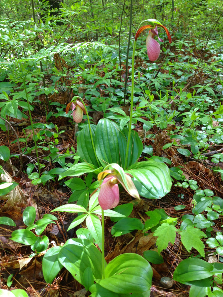 Lady Slippers