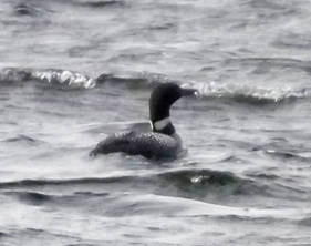 Common Loon