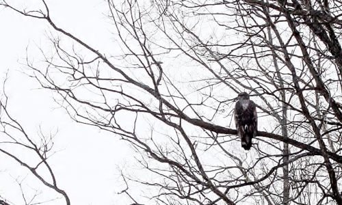 Sebasticook River Bald Eagles