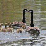 Canada Geese Panther Run in Raymond