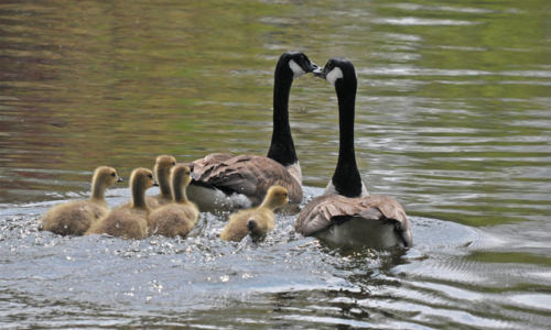 Canada Geese Panther Run in Raymond