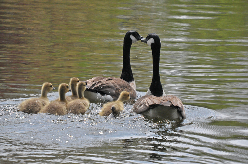 Canada Geese Panther Run in Raymond