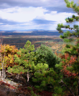 Pitch pine woodland on Pleasant Mtn RVP