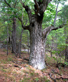 Ancient Red Oak