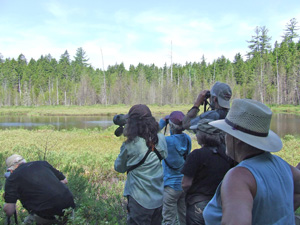 bird watching in the bog