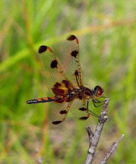 dragonfly_sm