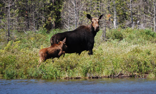 moose and baby