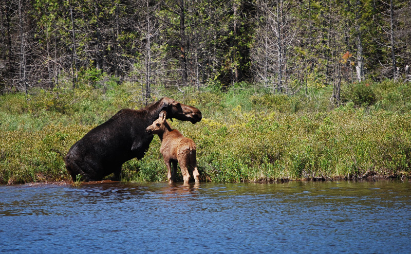 moose and baby
